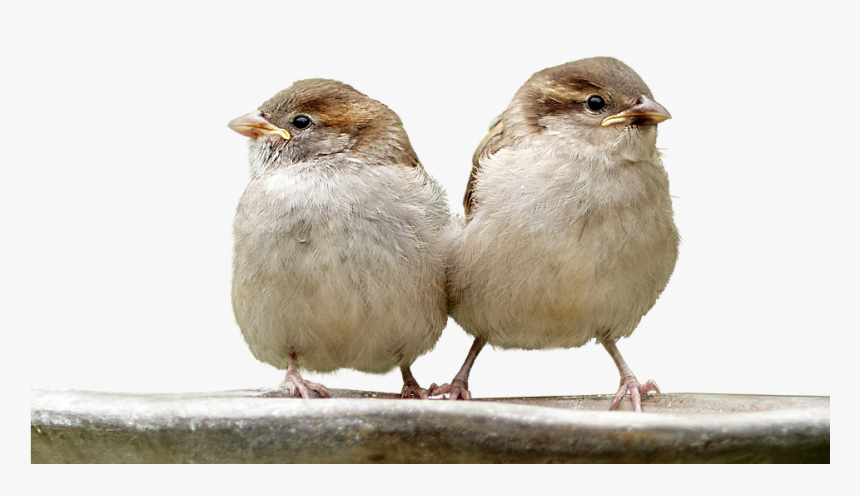 Sparrows, Birds, Isolated, Nature, Plumage, Animal - House Sparrow, HD Png Download