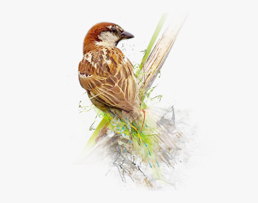 Sparrow Png Image - World Sparrow Day 2019, Transparent Png