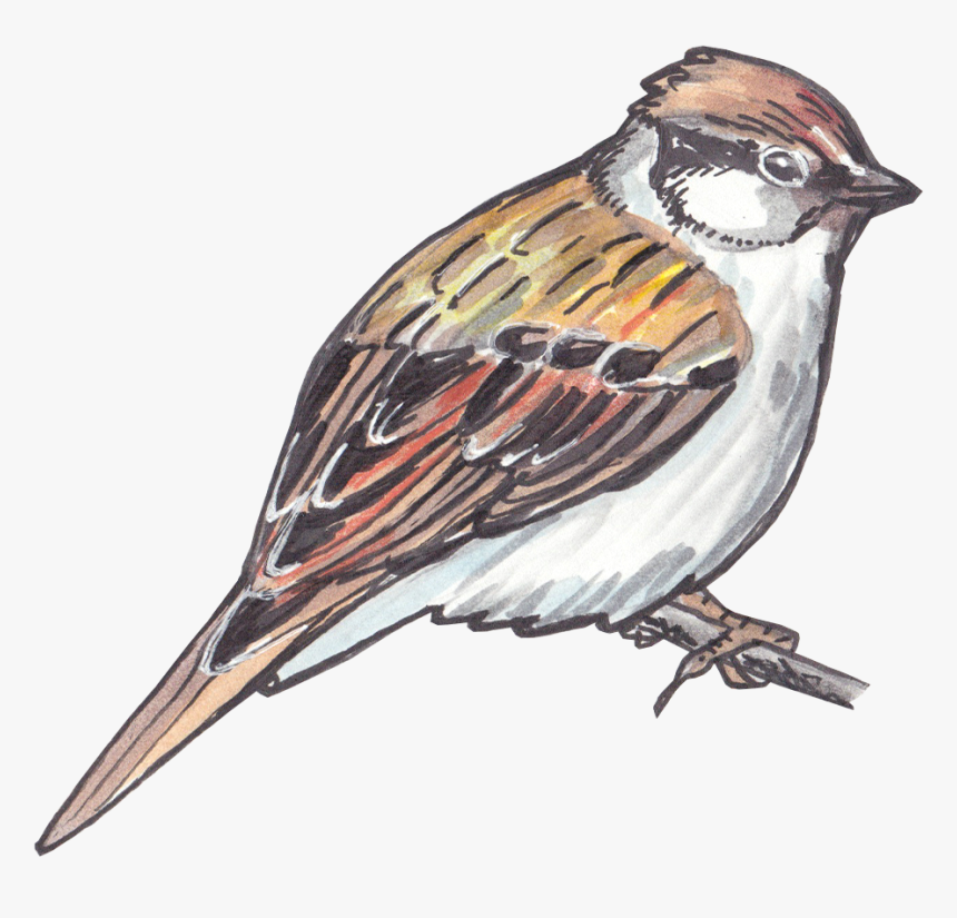 Sparrow Png Clipart - Sparrow Drawing, Transparent Png