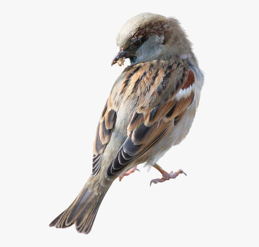Best Free Sparrow Transparent Png File - Portable Network Graphics, Png Download