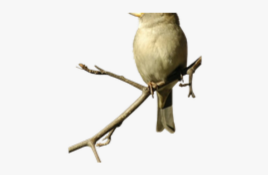 Sparrow Png Transparent Images - Nightingale Transparent, Png Download