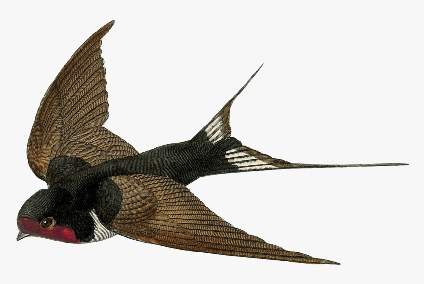 Swallow Bird Png, Transparent Png