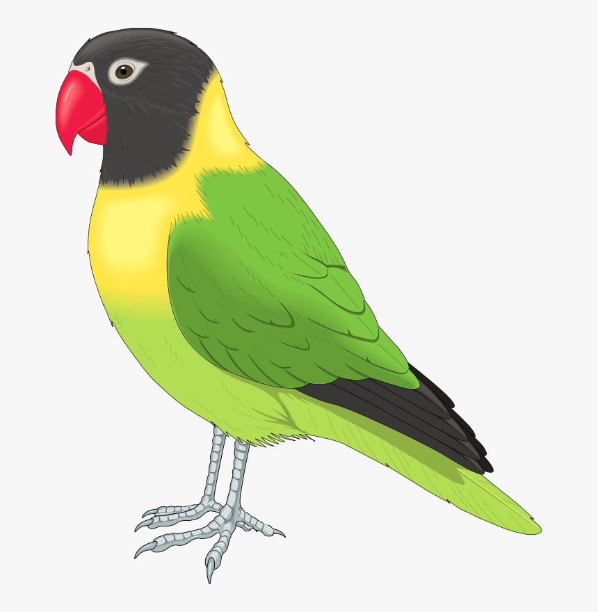 Free Clip Art Animals - Pet Bird Clipart, HD Png Download