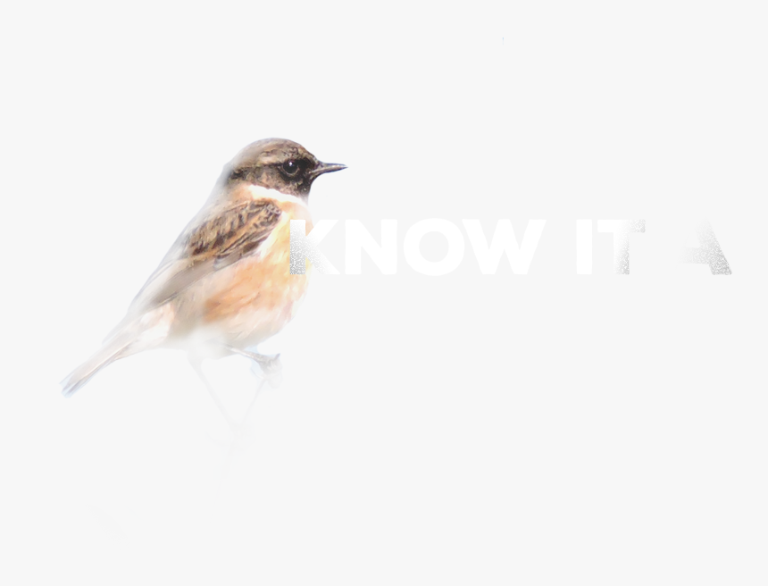 House Sparrow , Png Download - House Sparrow, Transparent Png