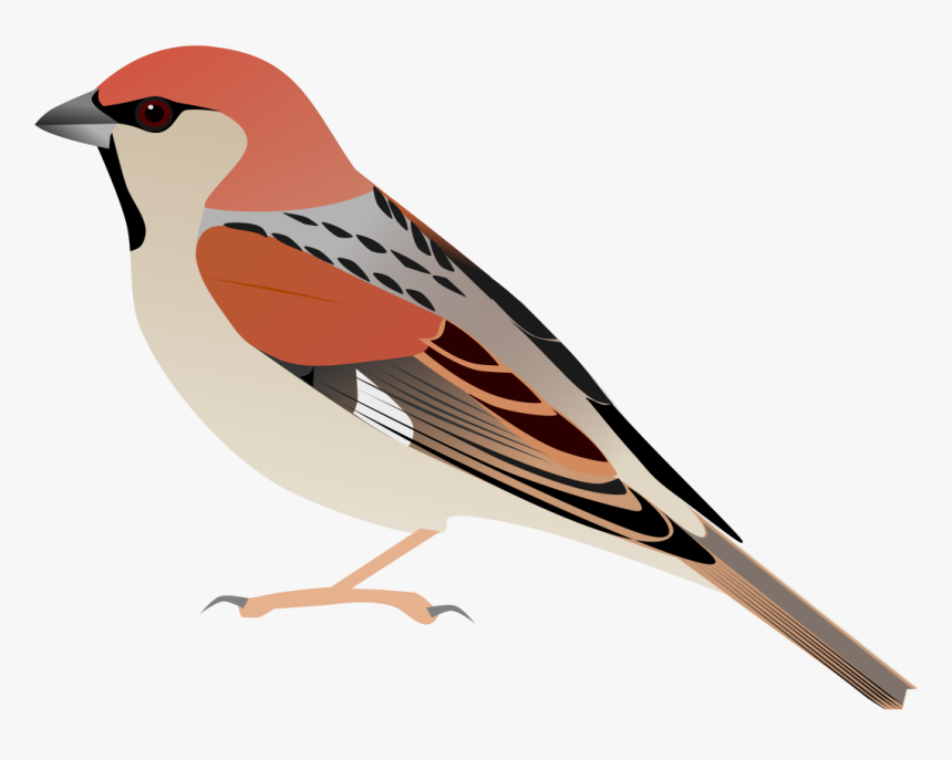 Somali Sparrow, HD Png Download