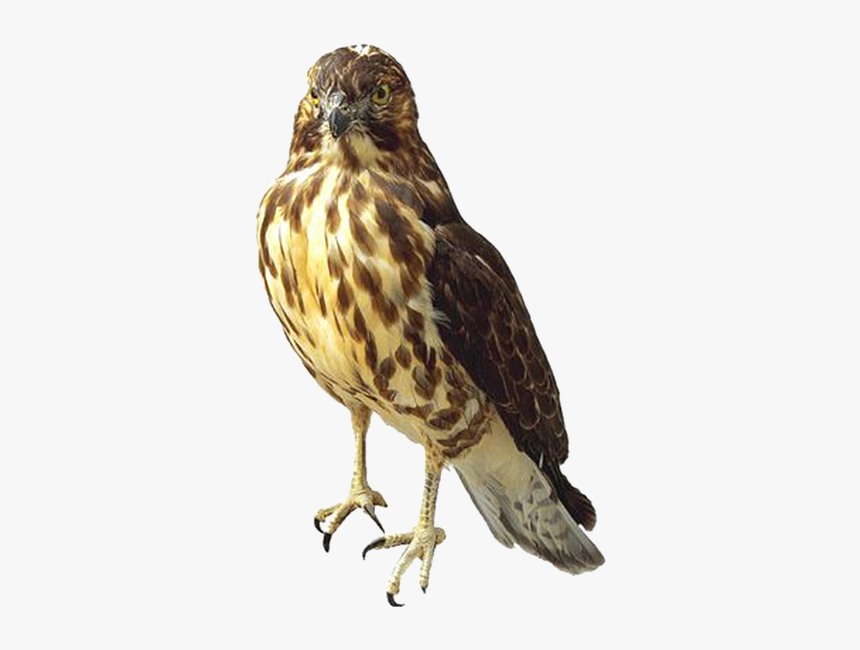 Savannah-sparrow - Hawk Png, Transparent Png