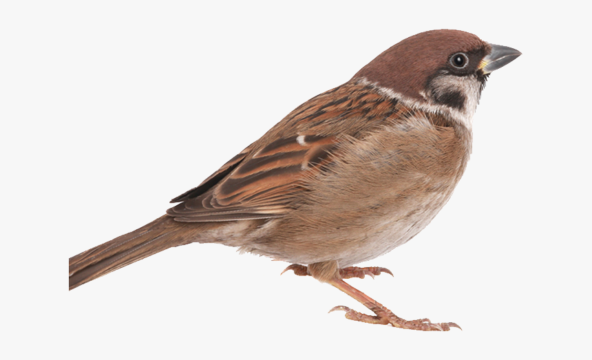 Sparrow Bird In Png, Transparent Png