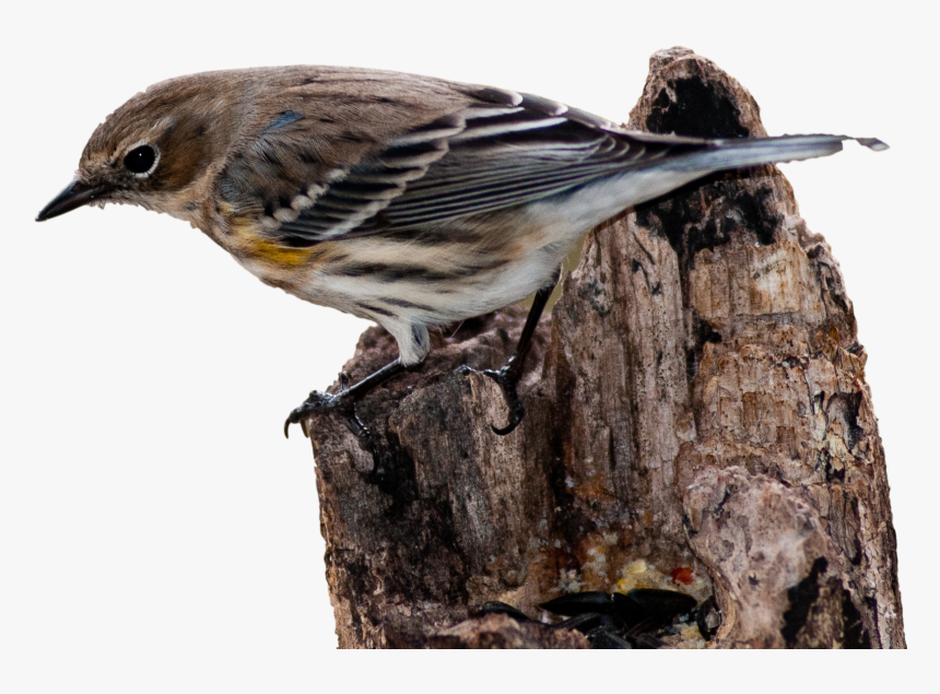 House Sparrow Bird Vertebrate New World Warbler - Pajaro Curruca, HD Png Download