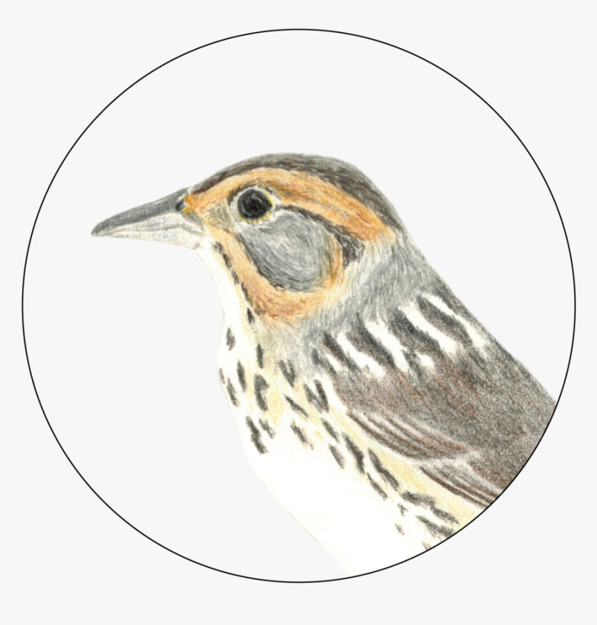 Carolynbyers Sals Do Not Use Without Permission - American Tree Creeper, HD Png Download