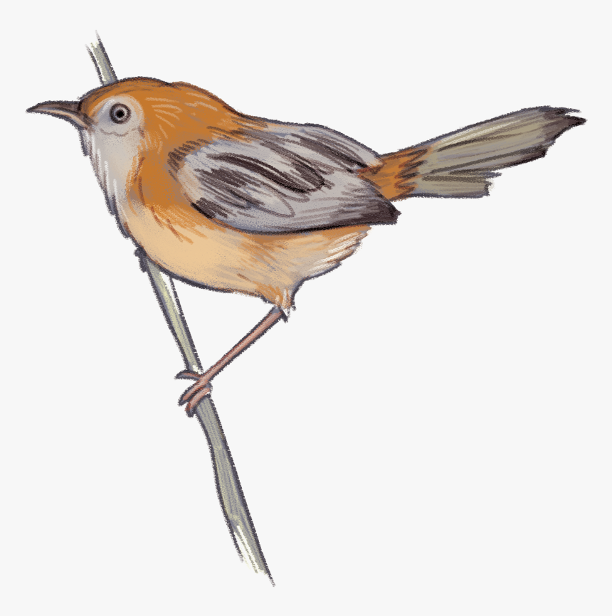Transparent Sparrow Png - European Robin, Png Download