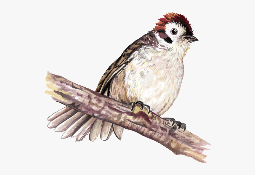 Sparrow, HD Png Download