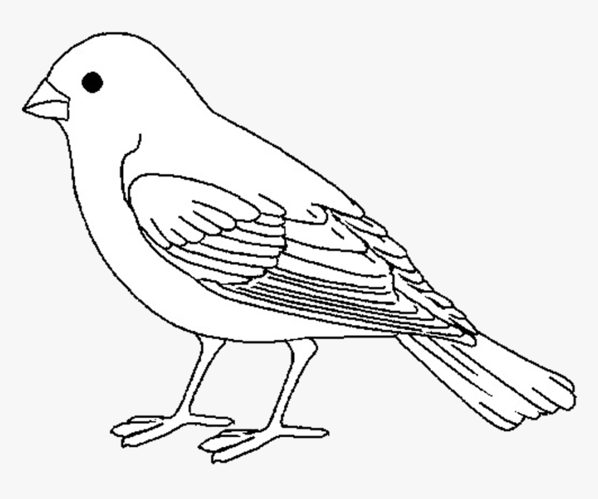 Finch, HD Png Download
