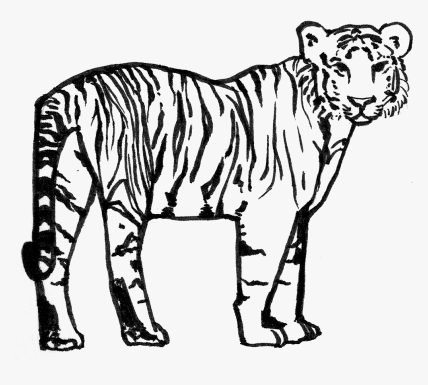 Siberian Tiger , Png Download - Black And White Tiger Png, Transparent Png