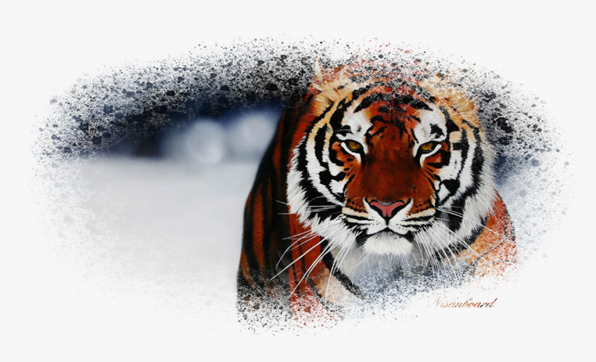 Desktop Backgrounds Of Animals, HD Png Download