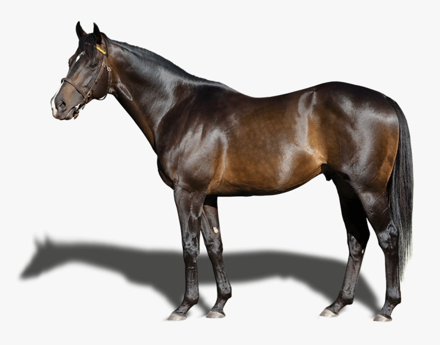 Humor, HD Png Download