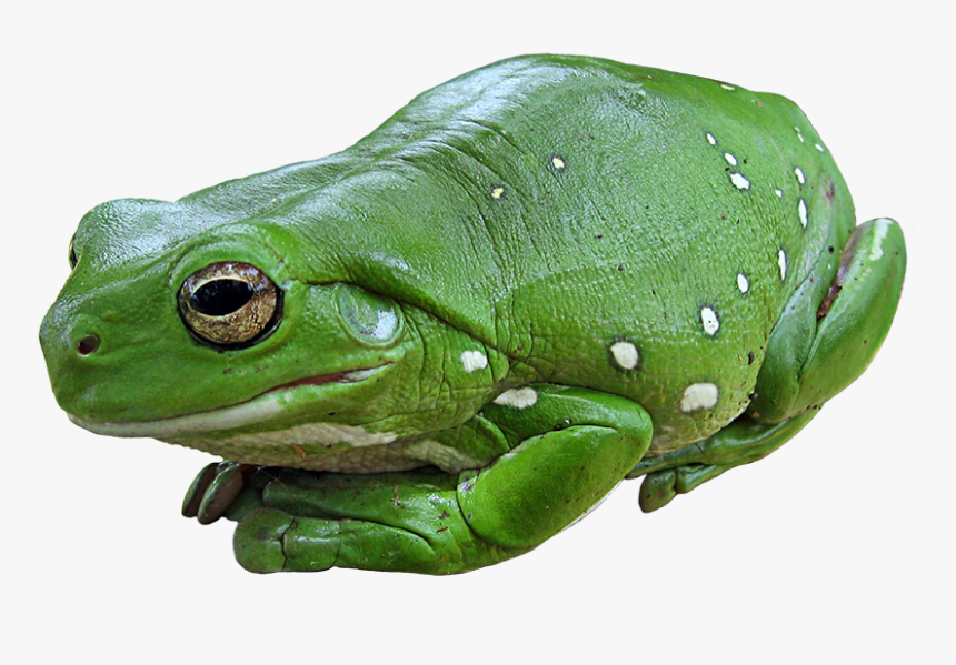 Green Tree Frog - High School Photoshop Projects, HD Png Download