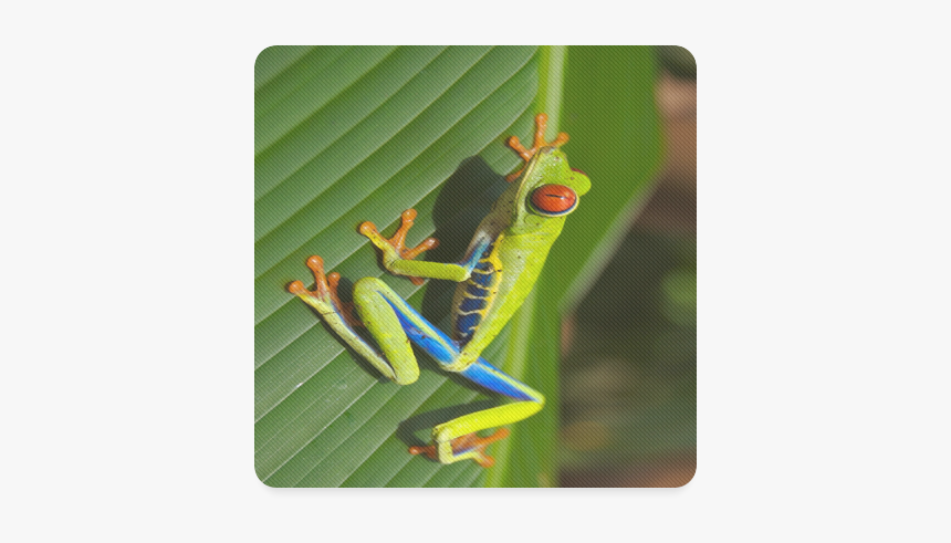Tree Frog Climbing Leaf Square Coaster - Red-eyed Tree Frog, HD Png Download
