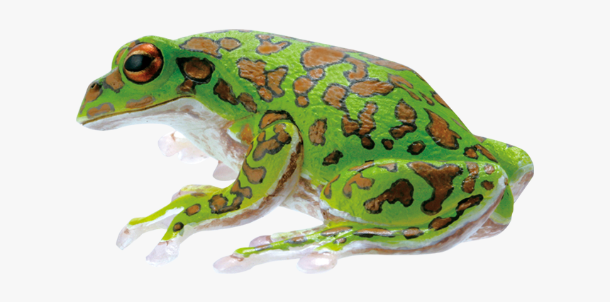Mink Frog, HD Png Download