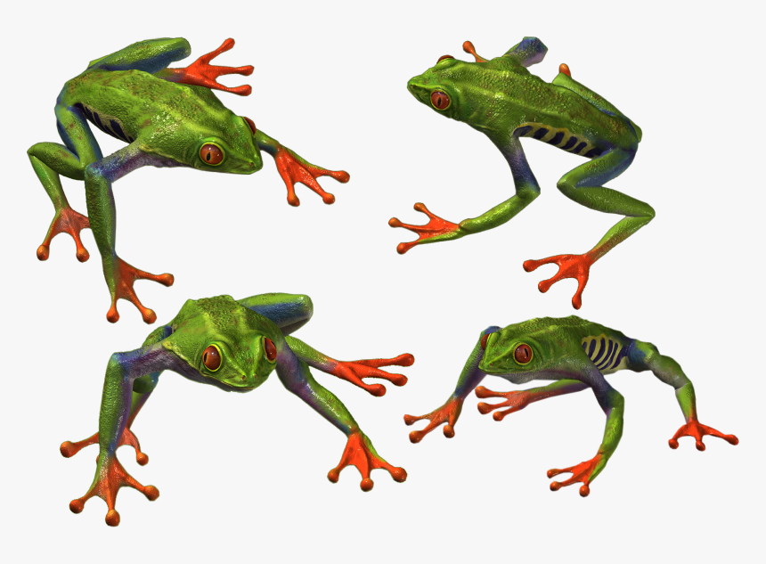 Frog Png - Portable Network Graphics, Transparent Png