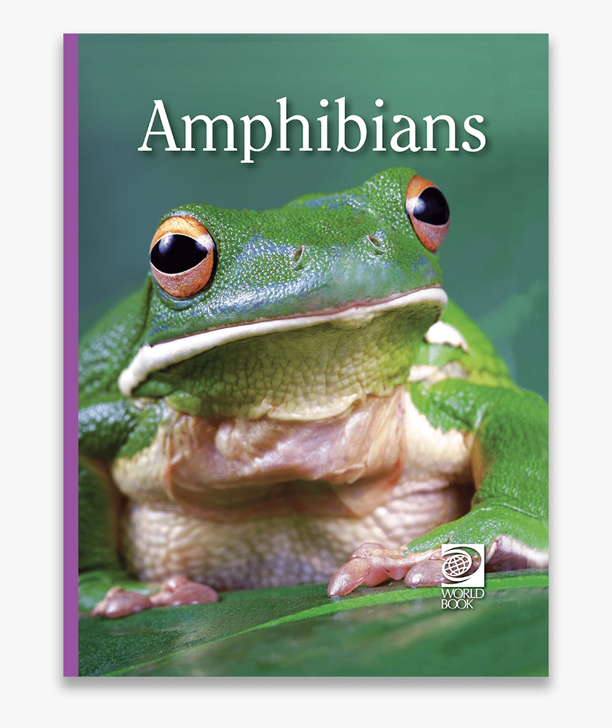 Shrub Frog, HD Png Download