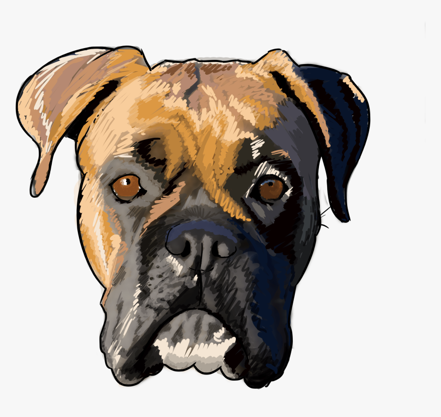 7 Why Are You A Boxer - Boxer Drawing Dog, HD Png Download