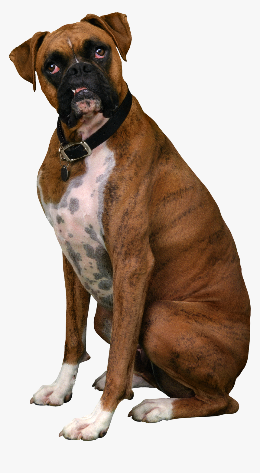 Dog Png - Boxer Dog Transparent Background, Png Download