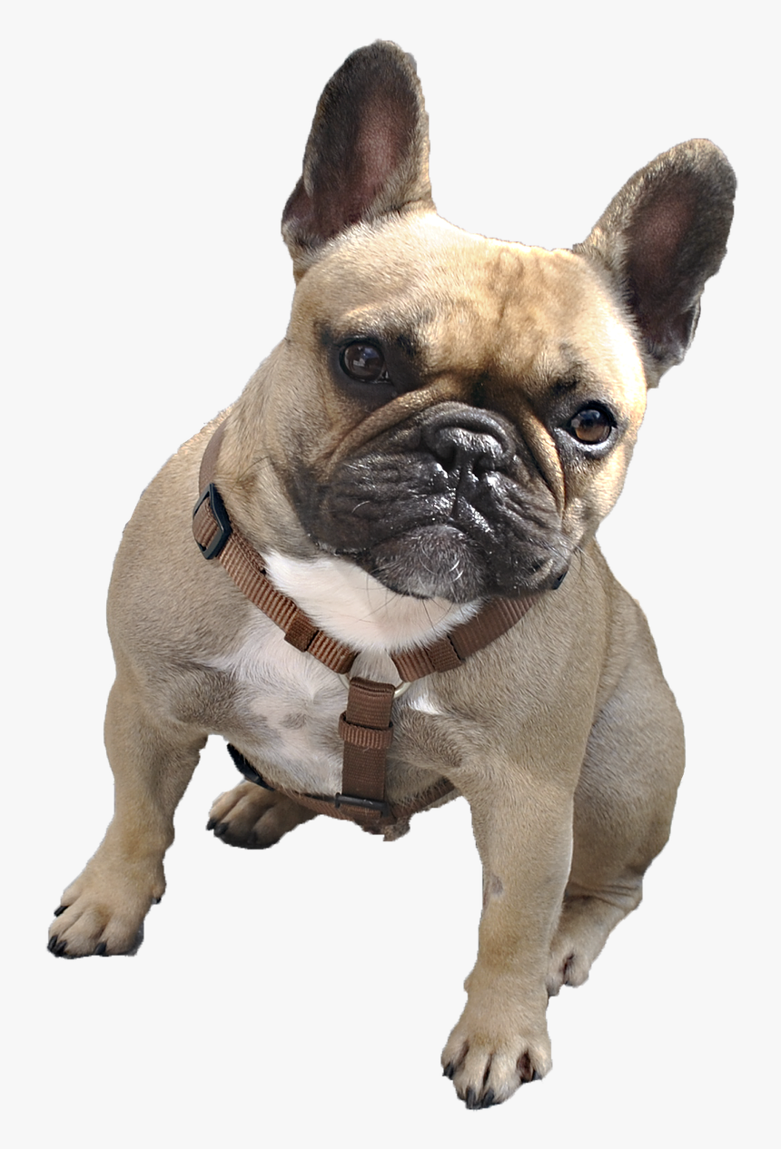 French Bulldog With Transparent Background, HD Png Download