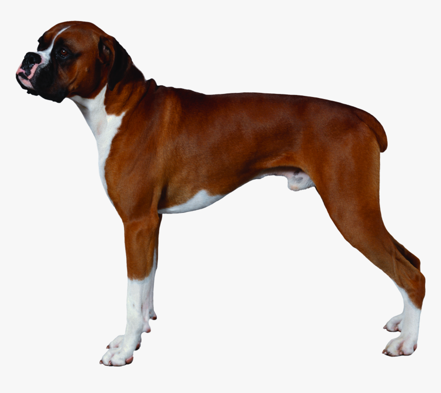 Dog Png - Transparent Background Boxer Dog Png, Png Download