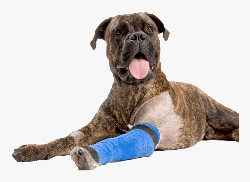 Dog Boxer Asc Bandage Arm852 - Injured Dog Png, Transparent Png