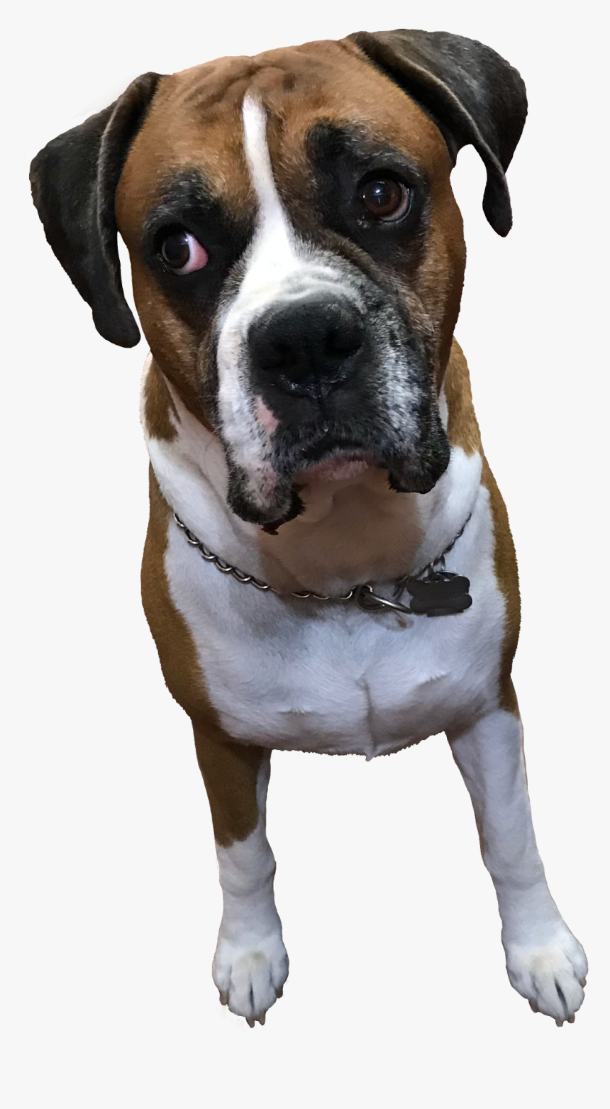#myboyleo #boxer #dog #boxerlovers #boxerboy #cuteboxer - Boxer, HD Png Download
