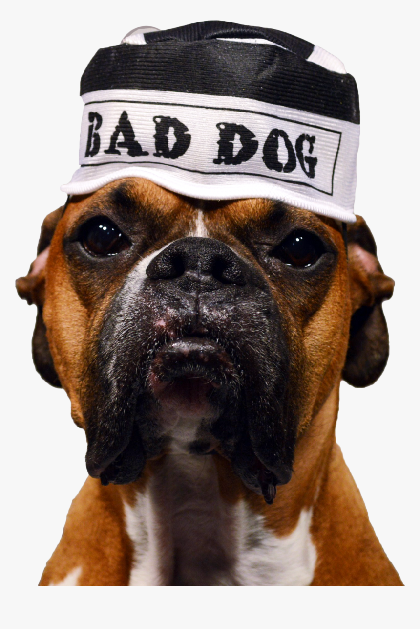 Boxer, HD Png Download