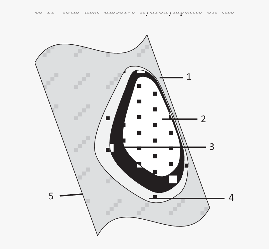 Bird Outline Clipart - Line Art, HD Png Download