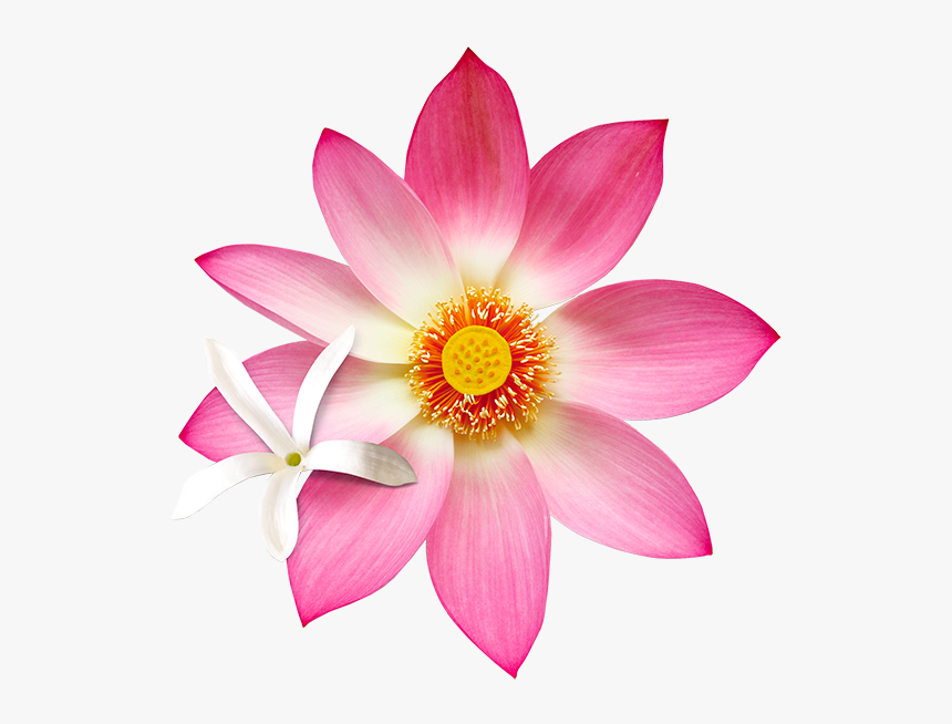 B15 Jslo - Natural Lotus Flowers Png, Transparent Png