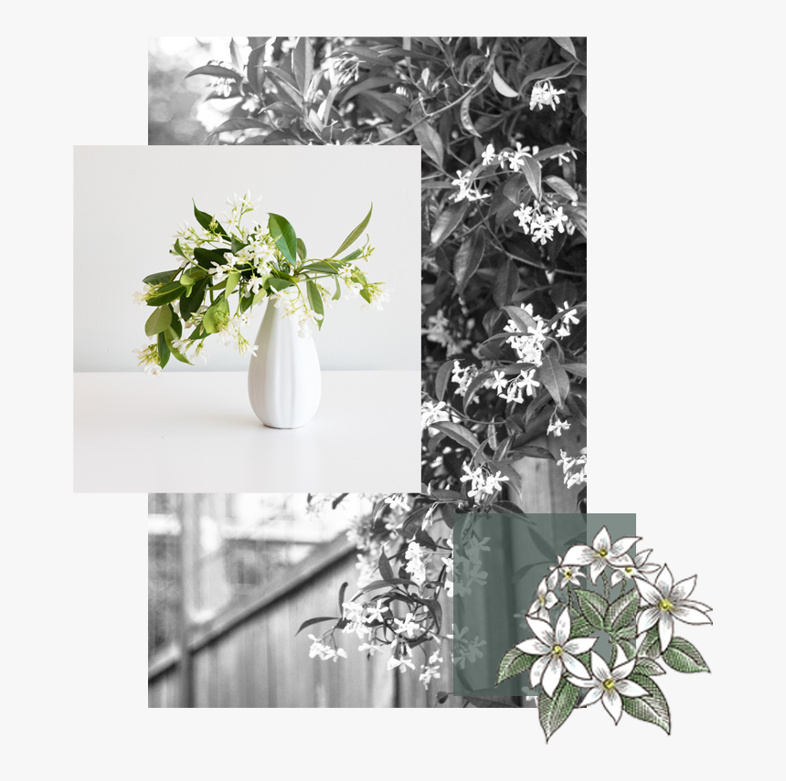 Transparent Jasmine Flower Png - Bouquet, Png Download