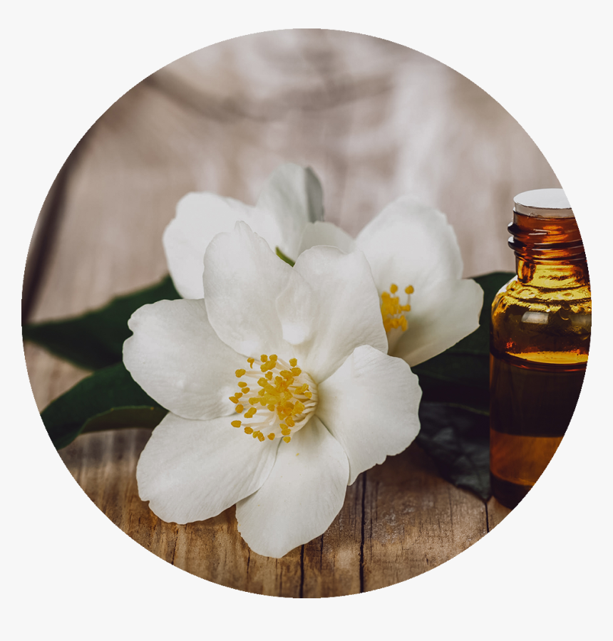 Jasmine Flowers Of Jasmine Oil, HD Png Download