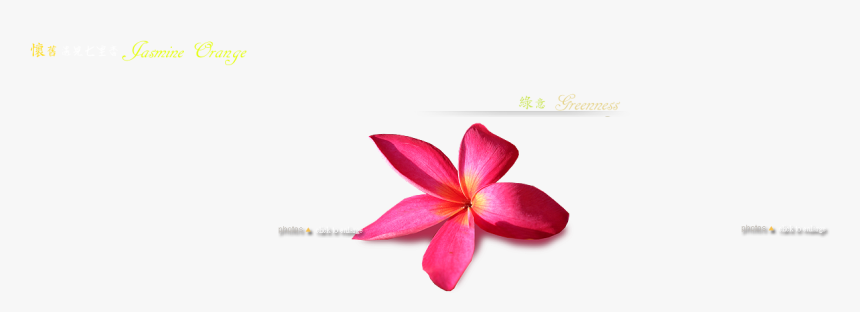 Transparent Jasmine Flower Png - Frangipani, Png Download