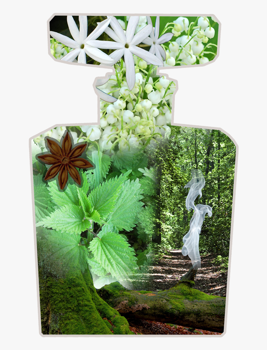 What, A Watcher Asks, Distinguishes One Moth From Another - Bouquet, HD Png Download