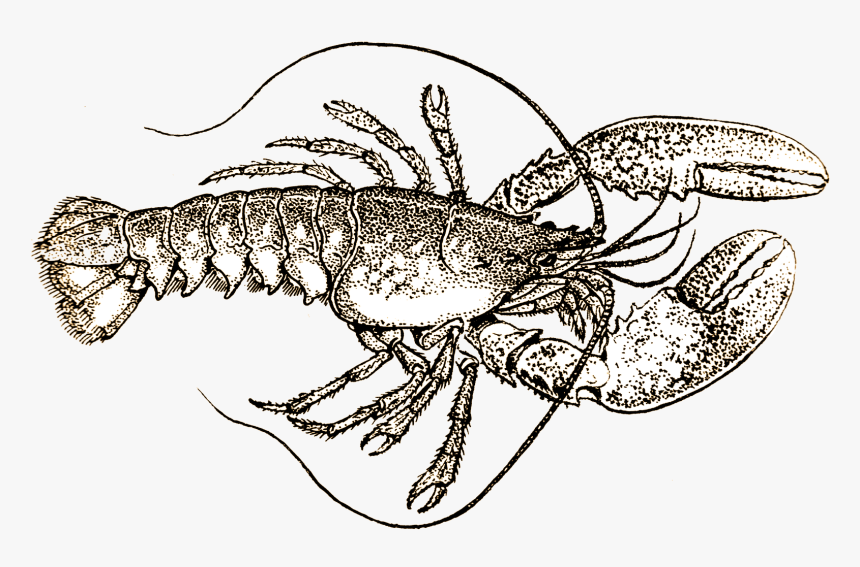 Lobster Black And White, HD Png Download