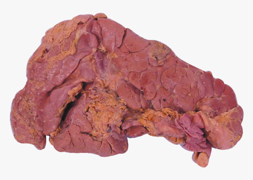 Venison, HD Png Download