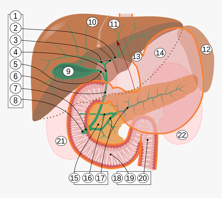 Papilla Of Vater, HD Png Download