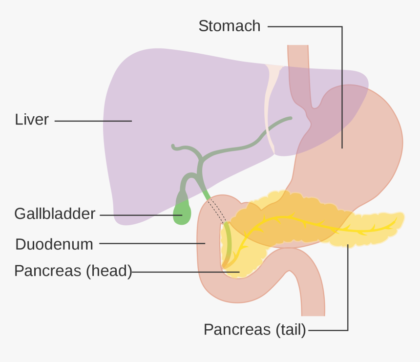 Hpb Cancer, HD Png Download