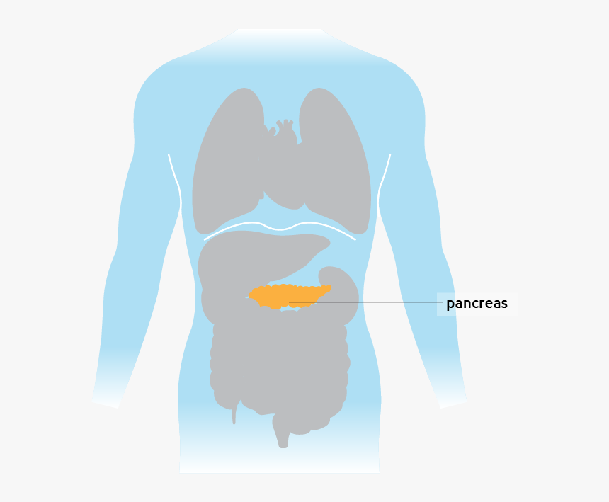 The Pancreas Situated In The Torso - Illustration, HD Png Download