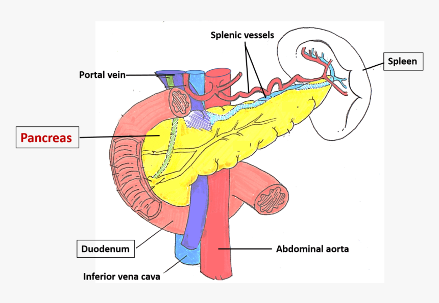 Pancreas Location, HD Png Download