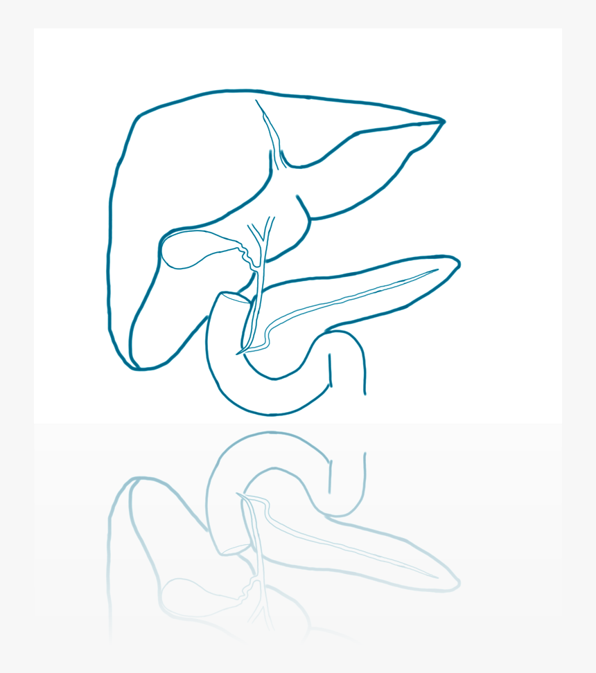 Surgeon Drawing Pancreas Png Transparent - Drawing, Png Download