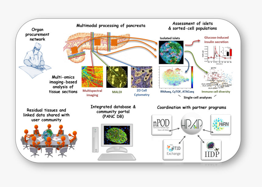 Graphic Design, HD Png Download