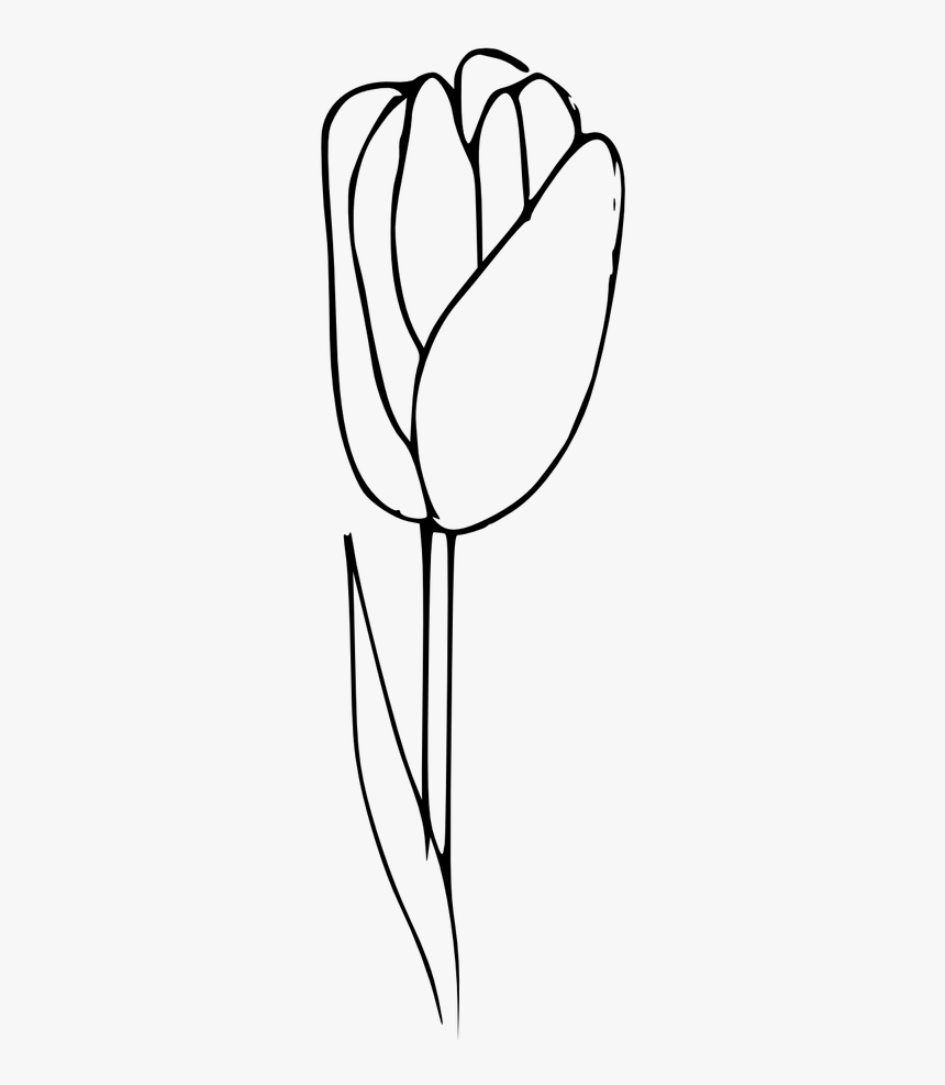 Outline Tulip Coloring Flower - Tulip Outline Png, Transparent Png