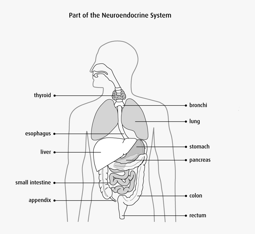 Gi Drawing Human Pancreas - Sketch, HD Png Download