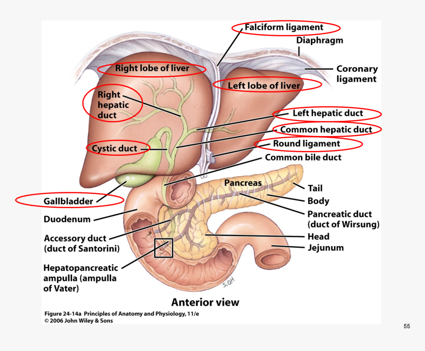 Png Anatomy Gallbladder Pancreas Google - Flow Of Digestive Juices From The Accessory Glands, Transparent Png
