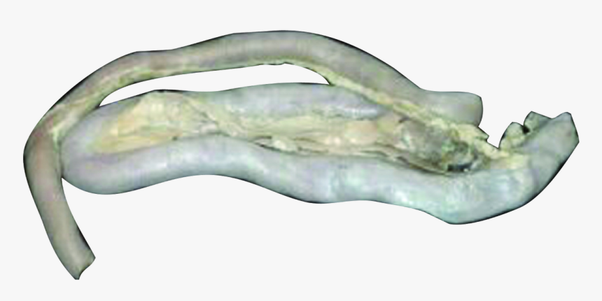 Litopenaeus Setiferus, HD Png Download