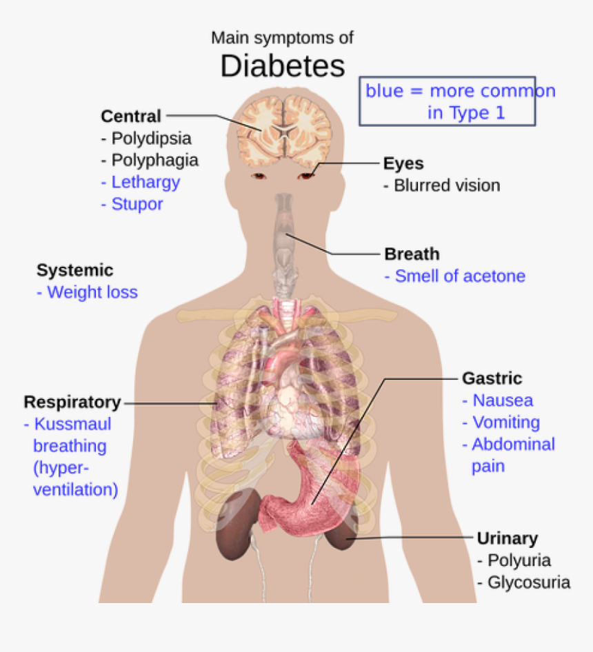 Disease In Organ System, HD Png Download